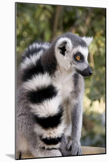 Ring-Tailed Lemur with Tail Wrapped around Body-null-Mounted Photographic Print