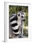 Ring-Tailed Lemur with Tail Wrapped around Body-null-Framed Photographic Print