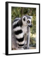 Ring-Tailed Lemur with Tail Wrapped around Body-null-Framed Photographic Print