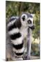 Ring-Tailed Lemur with Tail Wrapped around Body-null-Mounted Photographic Print