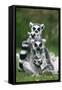 Ring-Tailed Lemur with Young-null-Framed Stretched Canvas