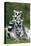 Ring-Tailed Lemur with Young-null-Stretched Canvas
