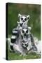 Ring-Tailed Lemur with Young-null-Stretched Canvas