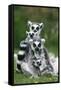 Ring-Tailed Lemur with Young-null-Framed Stretched Canvas