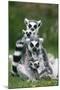 Ring-Tailed Lemur with Young-null-Mounted Photographic Print