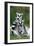 Ring-Tailed Lemur with Young-null-Framed Photographic Print