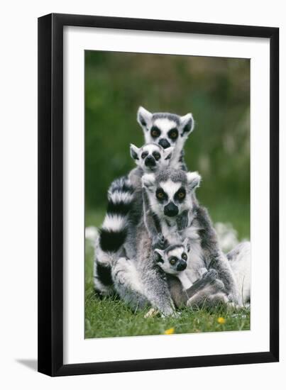 Ring-Tailed Lemur with Young-null-Framed Photographic Print