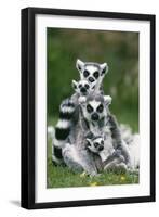 Ring-Tailed Lemur with Young-null-Framed Photographic Print