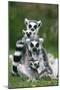 Ring-Tailed Lemur with Young-null-Mounted Photographic Print