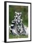 Ring-Tailed Lemur with Young-null-Framed Photographic Print