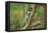 Ring-Tailed Lemur Young-null-Framed Stretched Canvas