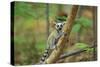 Ring-Tailed Lemur Young-null-Stretched Canvas