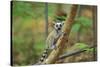 Ring-Tailed Lemur Young-null-Stretched Canvas