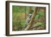 Ring-Tailed Lemur Young-null-Framed Photographic Print