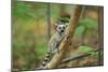 Ring-Tailed Lemur Young-null-Mounted Photographic Print