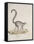 Ring-Tailed Lemur-null-Framed Stretched Canvas