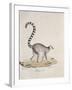 Ring-Tailed Lemur-null-Framed Giclee Print