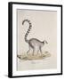 Ring-Tailed Lemur-null-Framed Giclee Print