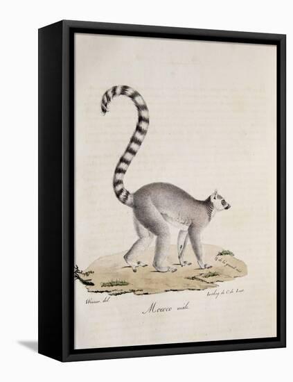 Ring-Tailed Lemur-null-Framed Stretched Canvas