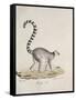 Ring-Tailed Lemur-null-Framed Stretched Canvas