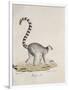 Ring-Tailed Lemur-null-Framed Giclee Print