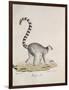 Ring-Tailed Lemur-null-Framed Giclee Print