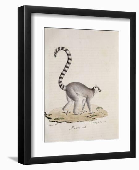 Ring-Tailed Lemur-null-Framed Giclee Print