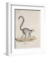 Ring-Tailed Lemur-null-Framed Giclee Print