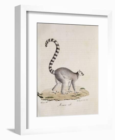 Ring-Tailed Lemur-null-Framed Giclee Print