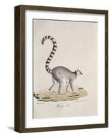 Ring-Tailed Lemur-null-Framed Giclee Print