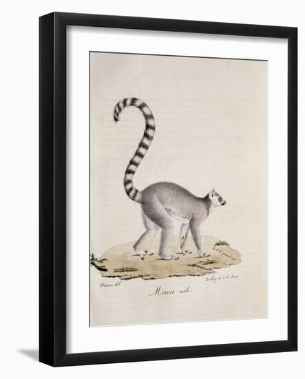 Ring-Tailed Lemur-null-Framed Giclee Print