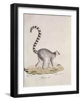 Ring-Tailed Lemur-null-Framed Giclee Print