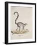 Ring-Tailed Lemur-null-Framed Giclee Print