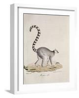 Ring-Tailed Lemur-null-Framed Giclee Print