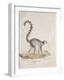 Ring-Tailed Lemur-null-Framed Giclee Print