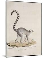 Ring-Tailed Lemur-null-Mounted Giclee Print