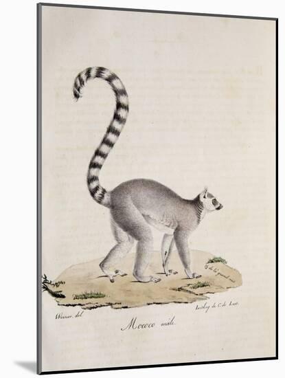 Ring-Tailed Lemur-null-Mounted Giclee Print