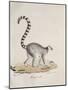 Ring-Tailed Lemur-null-Mounted Giclee Print