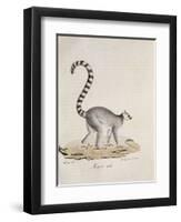 Ring-Tailed Lemur-null-Framed Premium Giclee Print