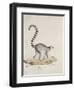 Ring-Tailed Lemur-null-Framed Premium Giclee Print