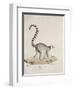 Ring-Tailed Lemur-null-Framed Premium Giclee Print