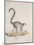 Ring-Tailed Lemur-null-Mounted Premium Giclee Print