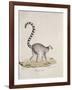 Ring-Tailed Lemur-null-Framed Giclee Print