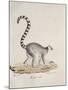 Ring-Tailed Lemur-null-Mounted Giclee Print