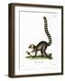 Ring-Tailed Lemur-null-Framed Giclee Print