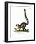 Ring-Tailed Lemur-null-Framed Giclee Print