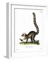 Ring-Tailed Lemur-null-Framed Giclee Print