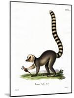 Ring-Tailed Lemur-null-Mounted Giclee Print