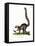 Ring-Tailed Lemur-null-Framed Stretched Canvas