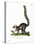 Ring-Tailed Lemur-null-Stretched Canvas